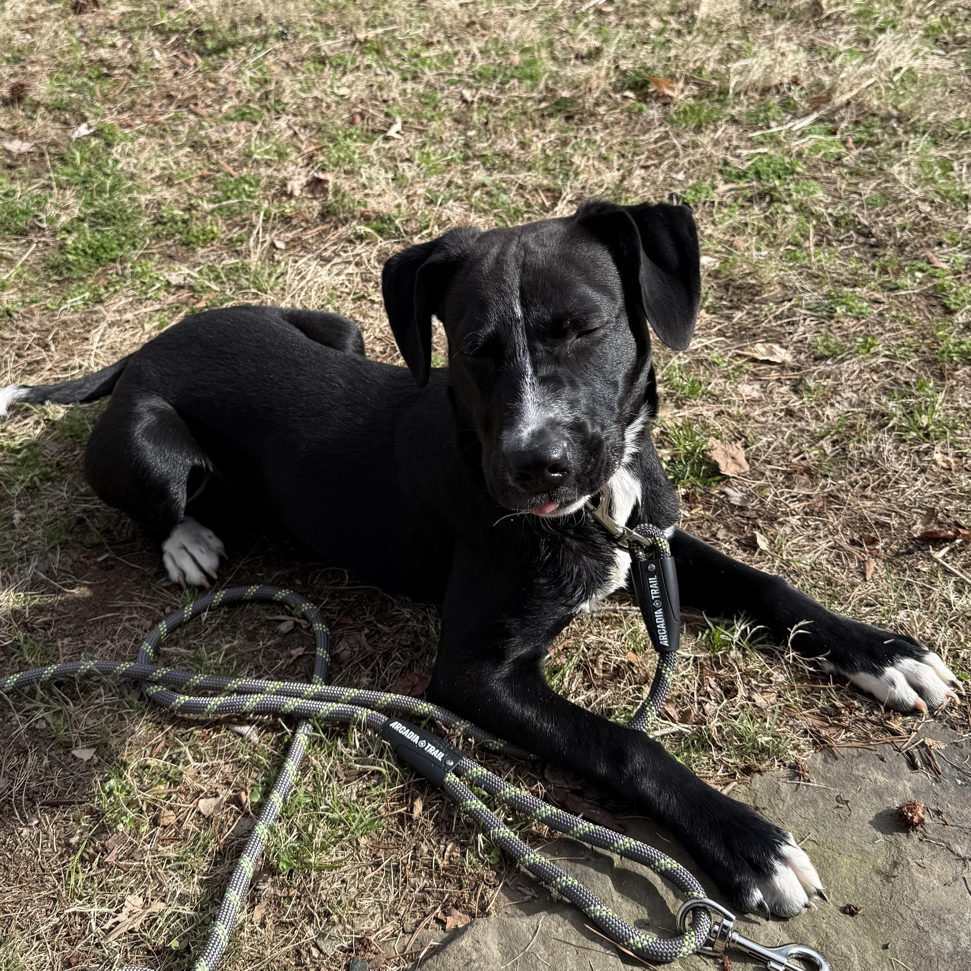 Enlarge Indiana (courtesy post), a ADOPTABLE mixed breed in Clarksville, VA image 2/4