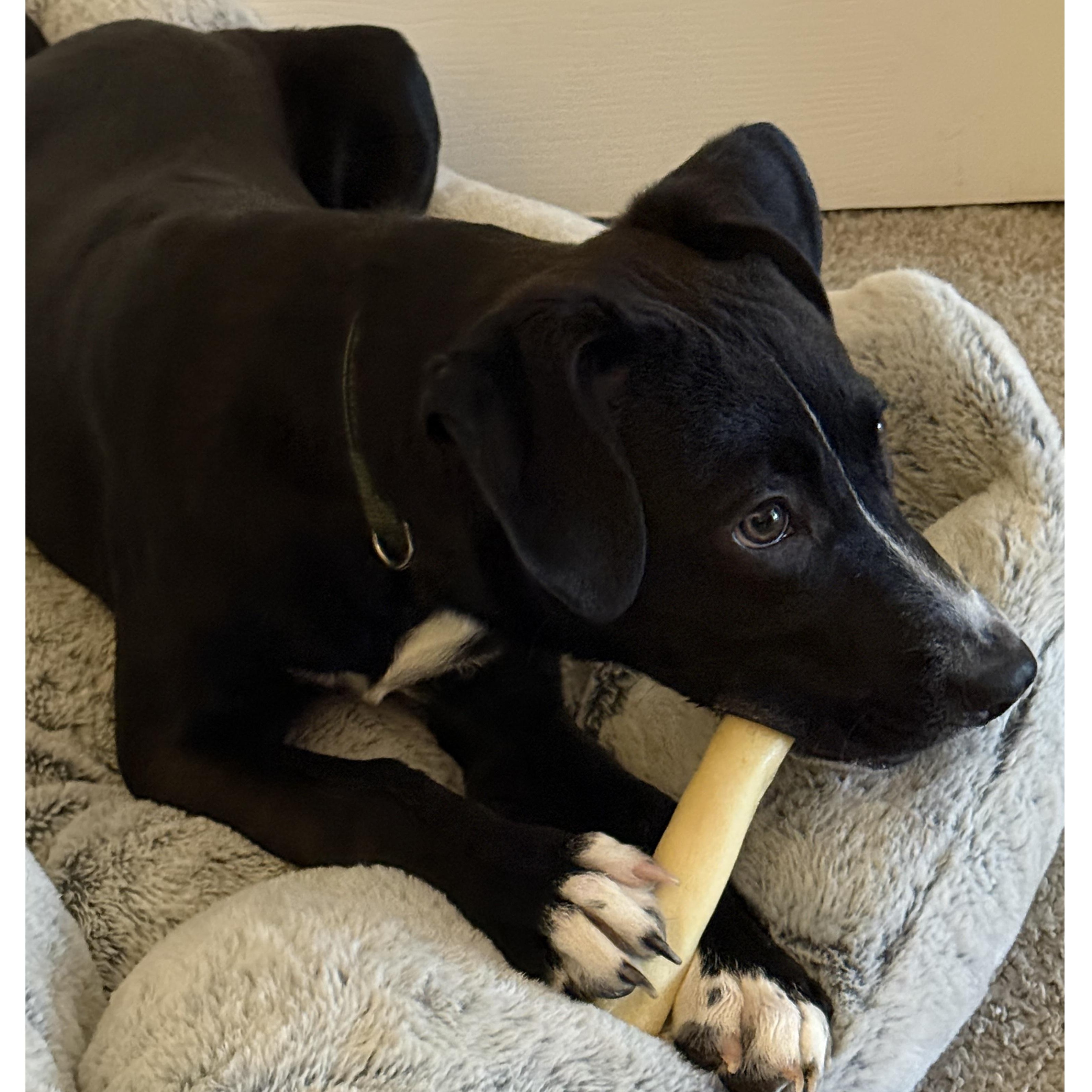 Enlarge Indiana (courtesy post), a ADOPTABLE mixed breed in Clarksville, VA image 3/4