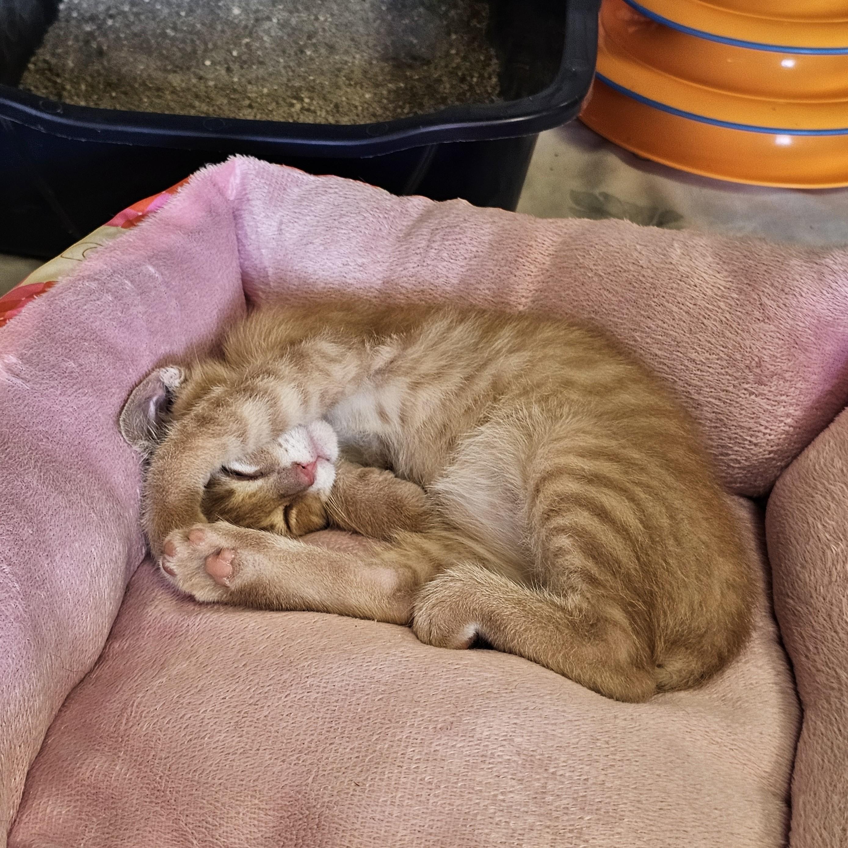 Sea Biscuit, an adopted Domestic Short Hair in Searcy, AR image 3/3