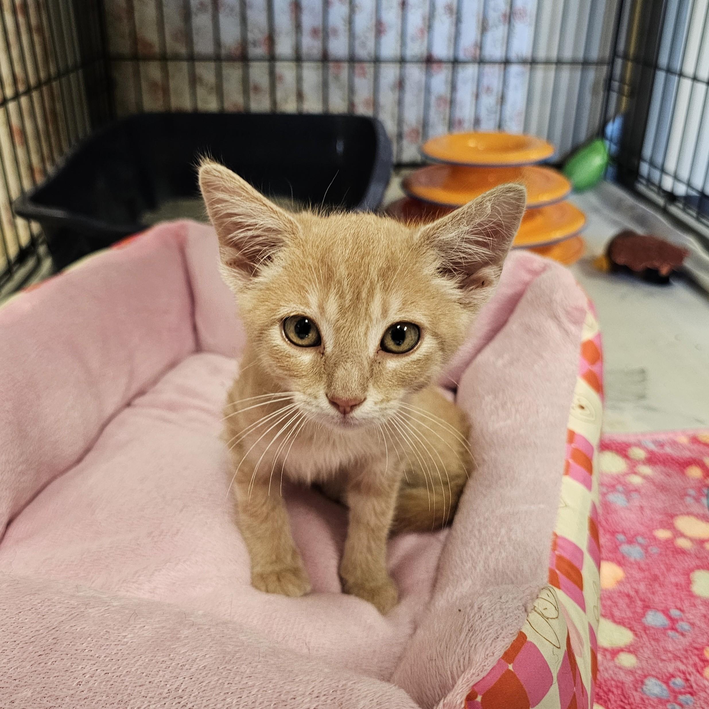 Sea Biscuit, adopted, Kitten Male Domestic Short Hair.