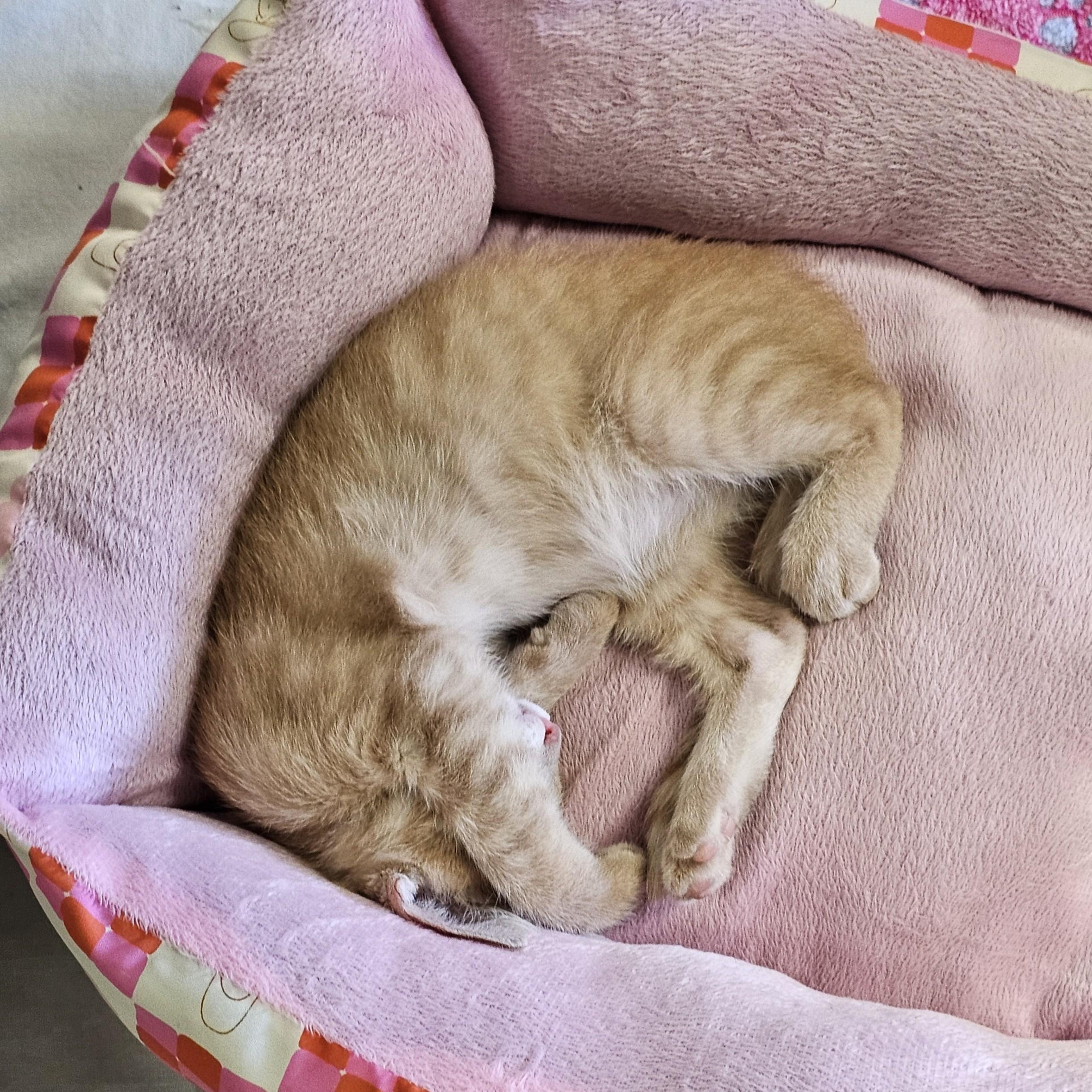 Sea Biscuit, an adopted Domestic Short Hair in Searcy, AR image 2/3