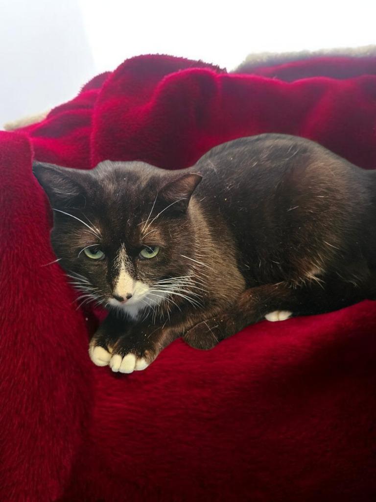 Enlarge Volcano/85, a Adoptable mixed breed in Richland Hills, TX image 1/1