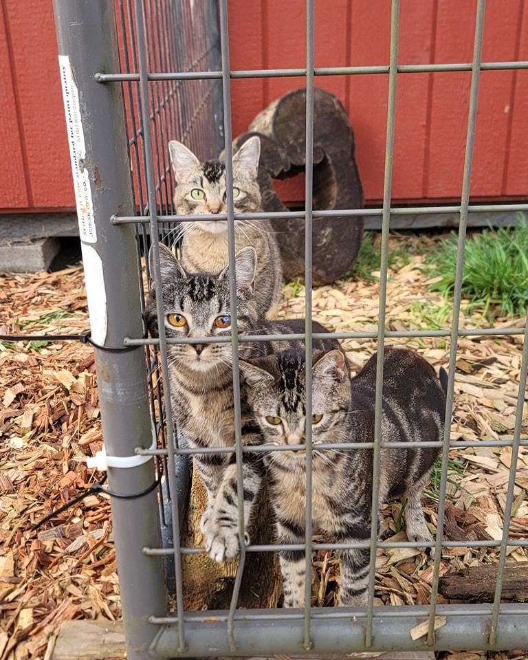 Xenia, Adoptable, Young Female Domestic Short Hair.