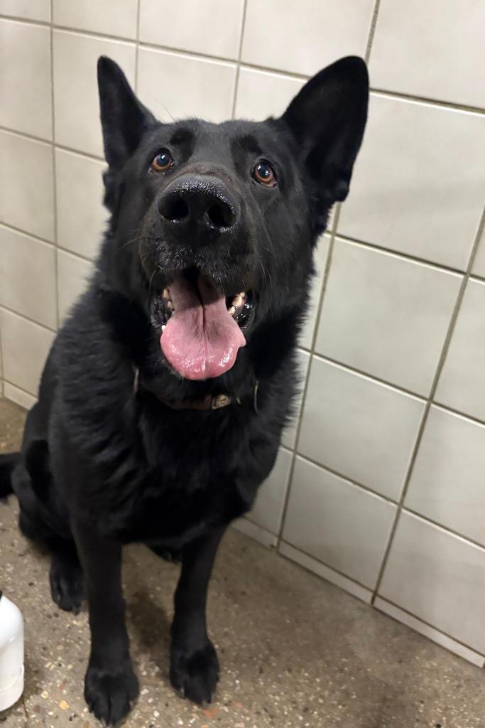 Lobo, Adoptable, Adult Male German Shepherd Dog.