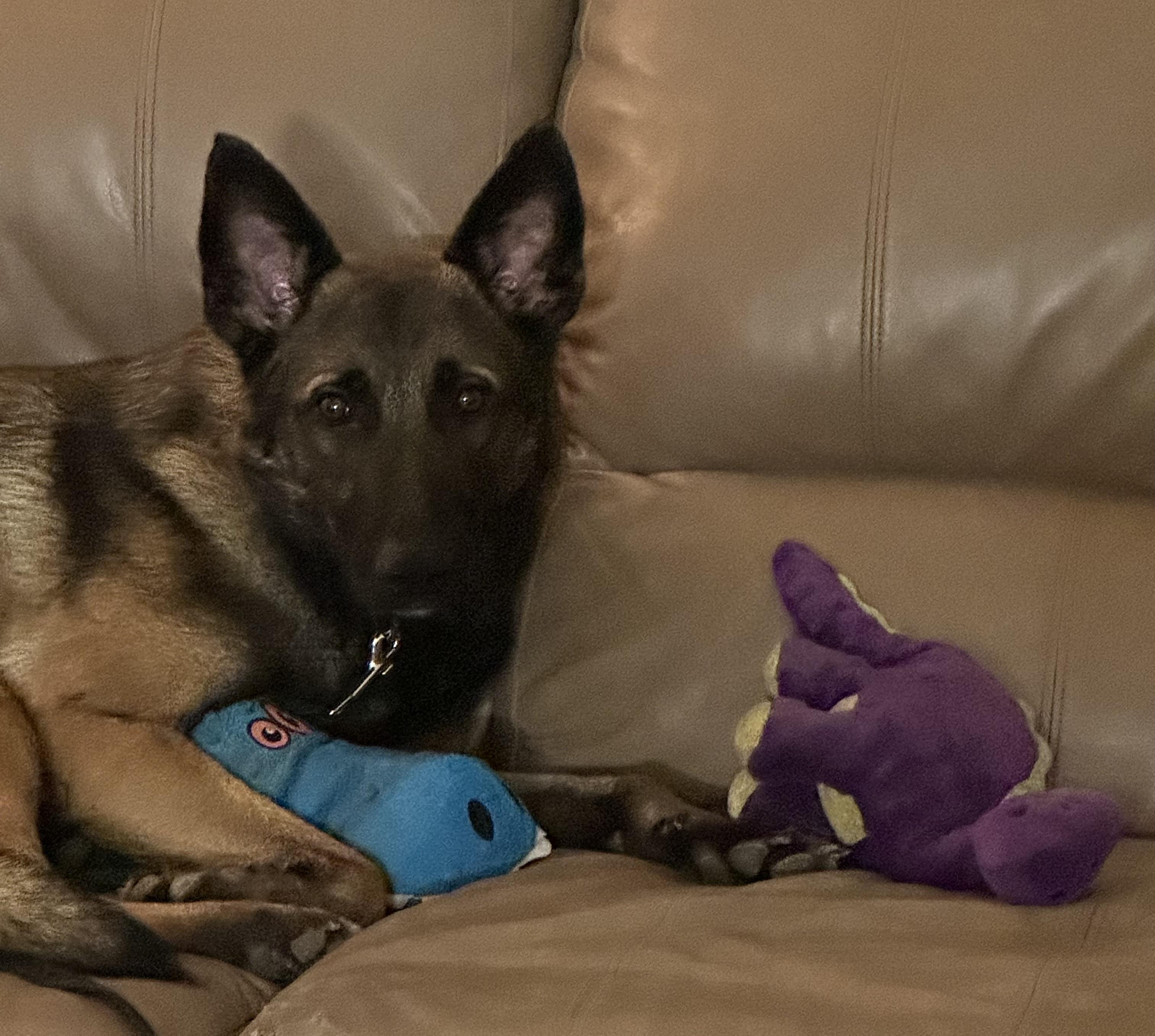 Creed, an adopted mixed breed in Kuna, ID image 3/3