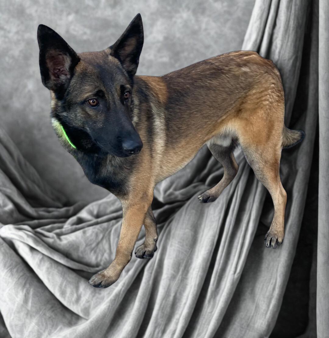 Creed, an adopted mixed breed in Kuna, ID image 1/3