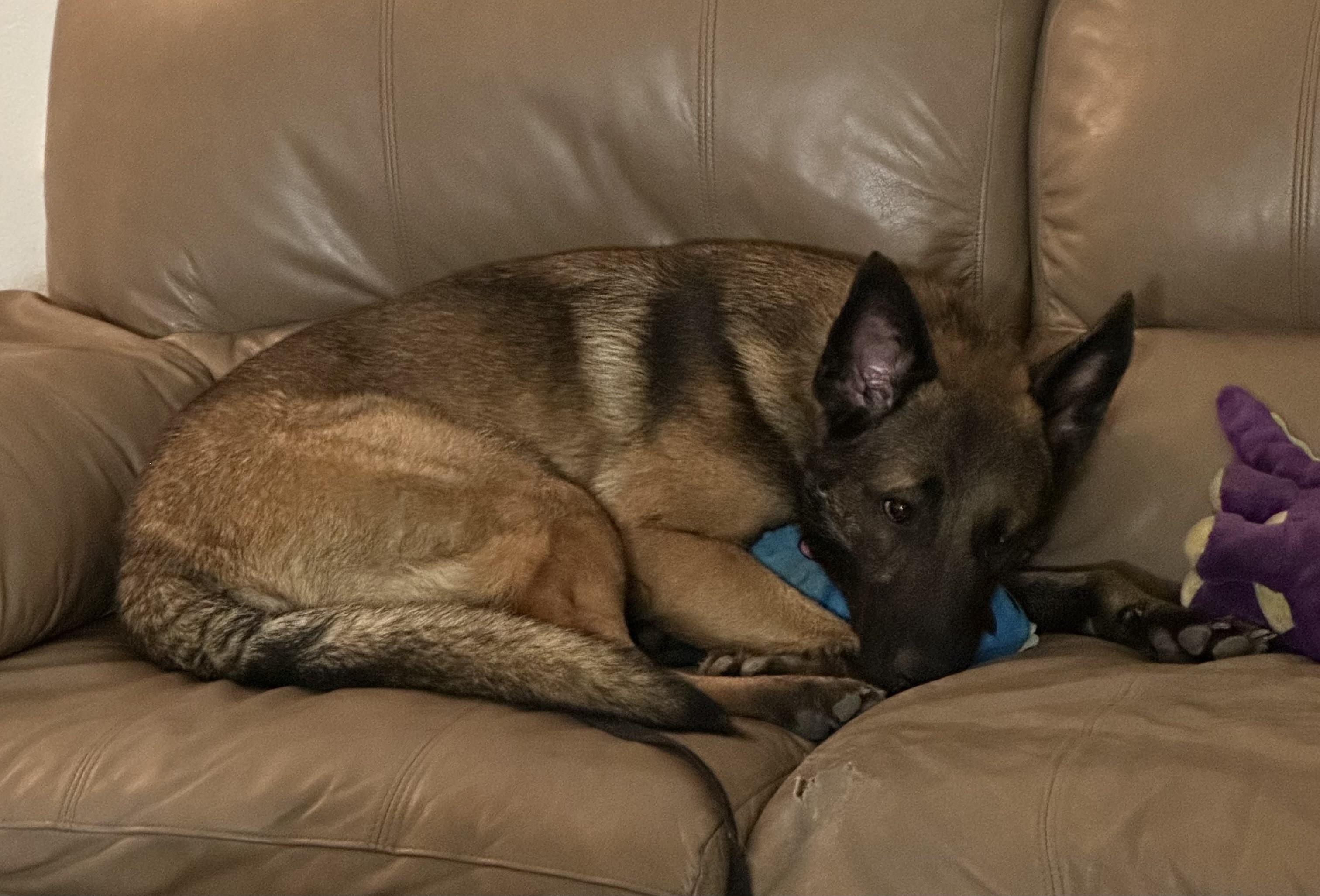 Creed, an adopted mixed breed in Kuna, ID image 2/3