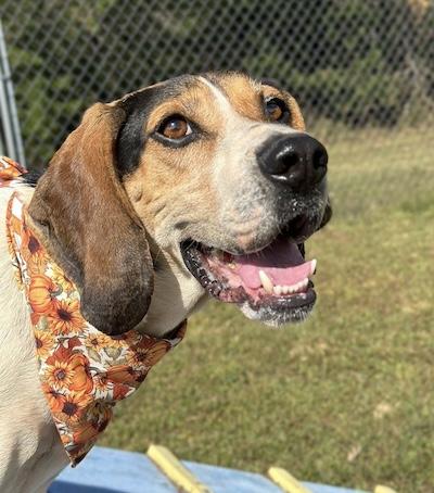 Baker, an adoptable Treeing Walker Coonhound in Palmyra, VA, 22963 | Photo Image 1
