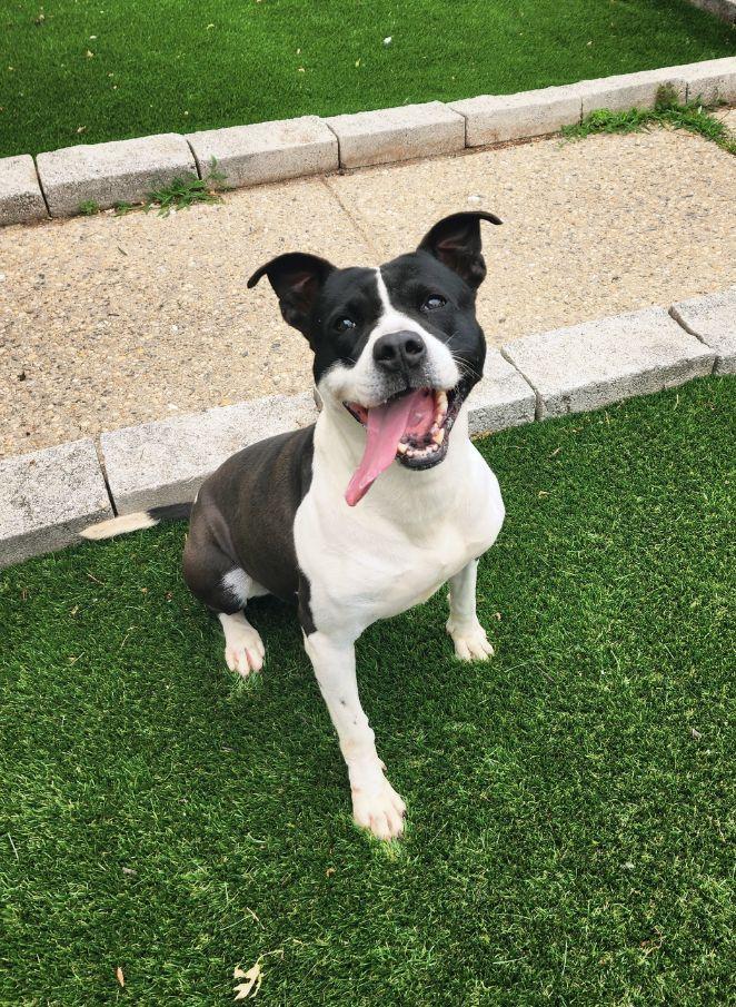 Blaze, a Adoptable mixed breed in Perth Amboy, NJ image 3/6