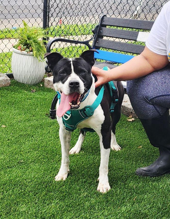 Blaze, a Adoptable mixed breed in Perth Amboy, NJ image 4/6