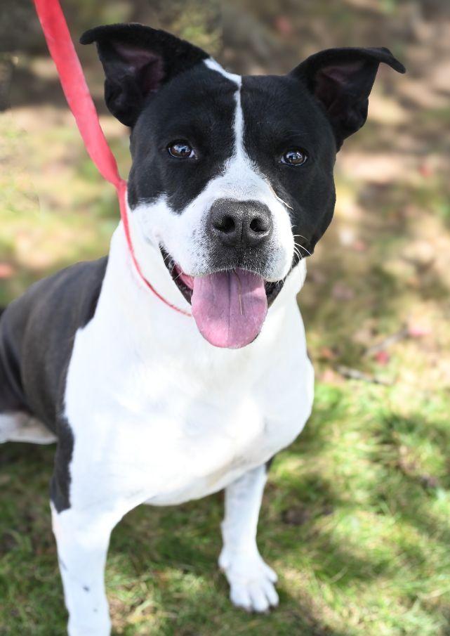 Blaze, a Adoptable mixed breed in Perth Amboy, NJ image 1/6