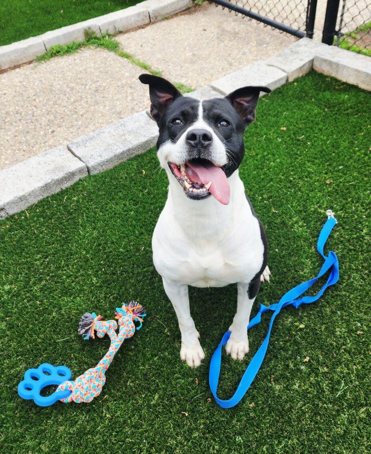 Blaze, a Adoptable mixed breed in Perth Amboy, NJ image 5/6