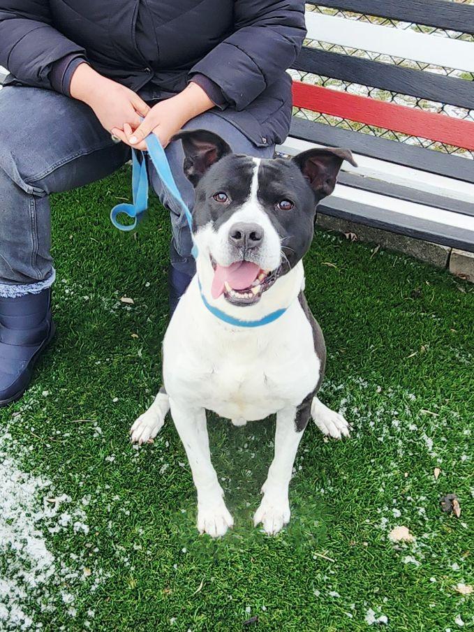 Blaze, Adoptable, Young Male American Staffordshire Terrier.