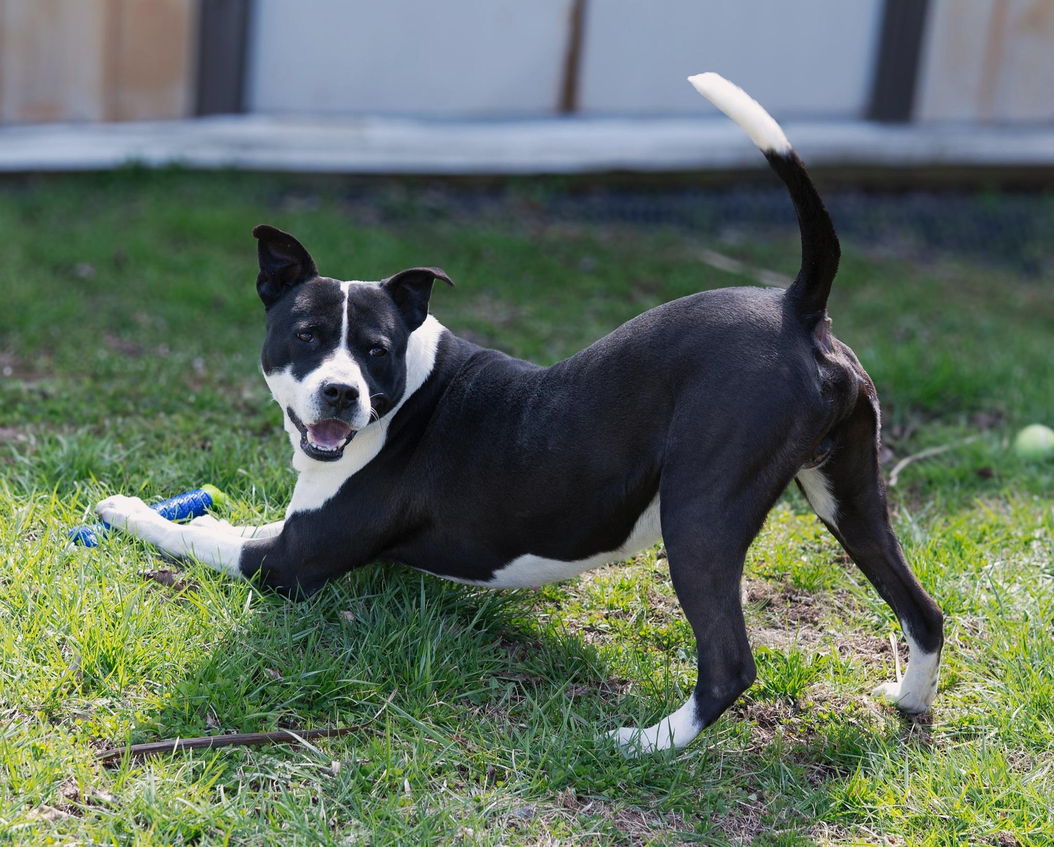 Blaze, Adoptable, Young Male American Staffordshire Terrier.