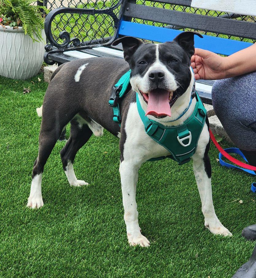 Blaze, a Adoptable mixed breed in Perth Amboy, NJ image 6/6