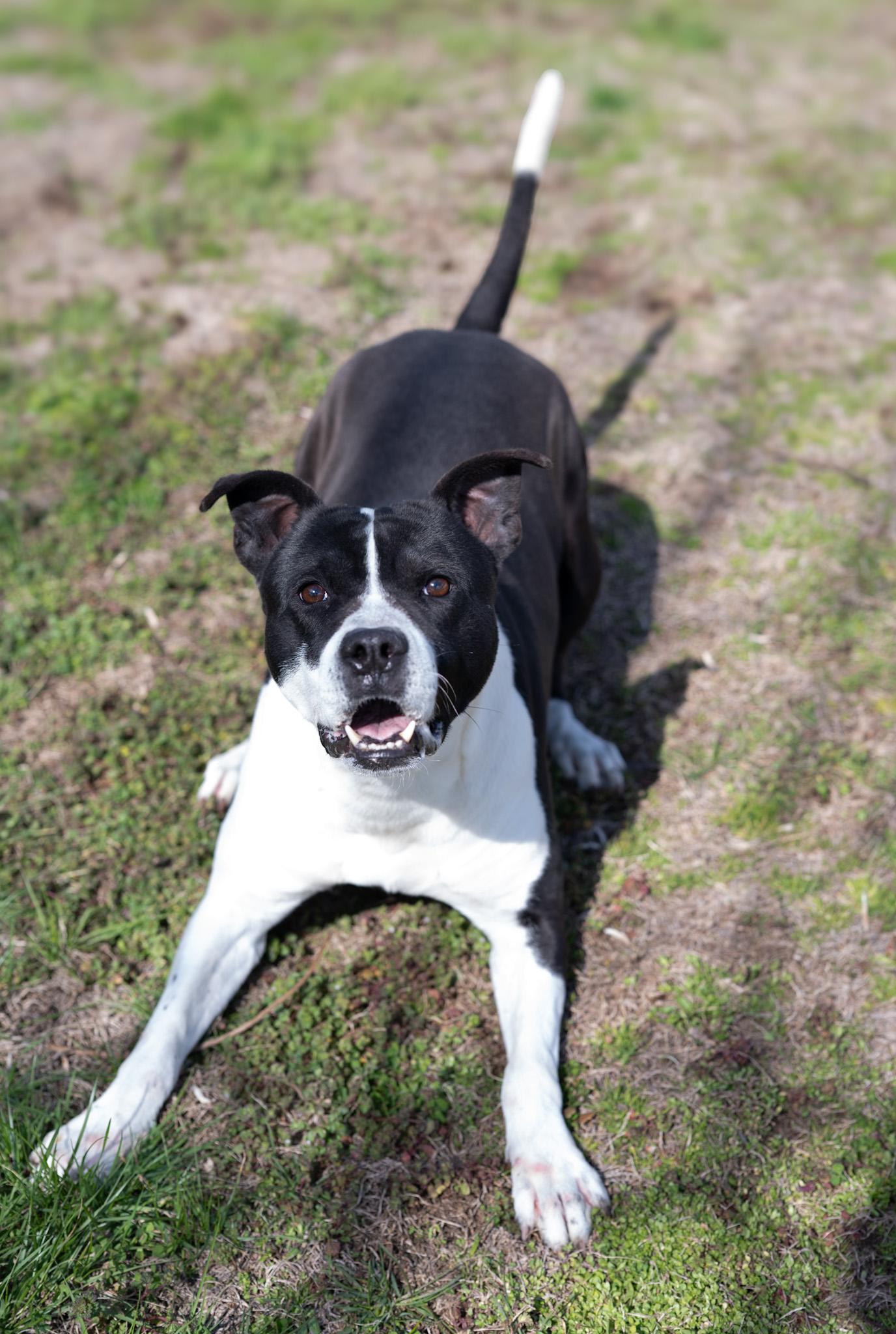 Enlarge Blaze, a Adoptable mixed breed in Perth Amboy, NJ image 2/6