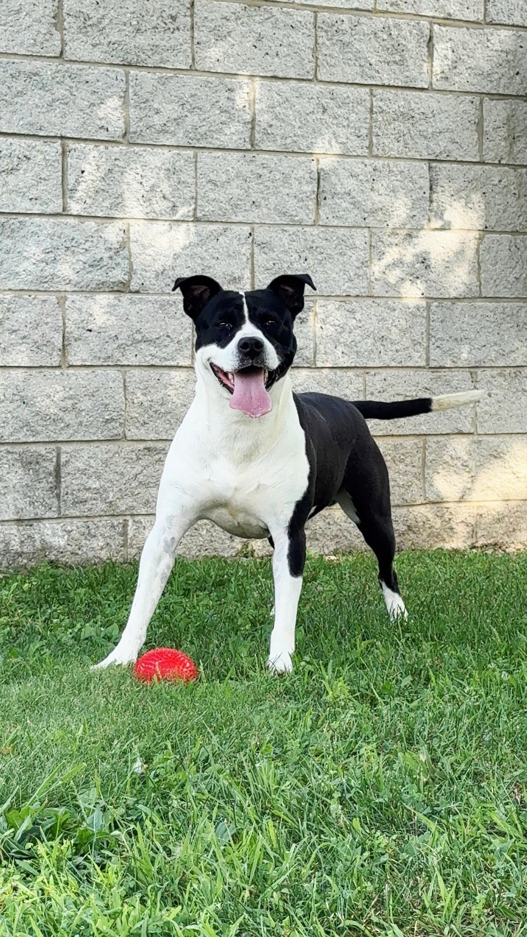 Blaze, Adoptable, Young Male American Staffordshire Terrier.