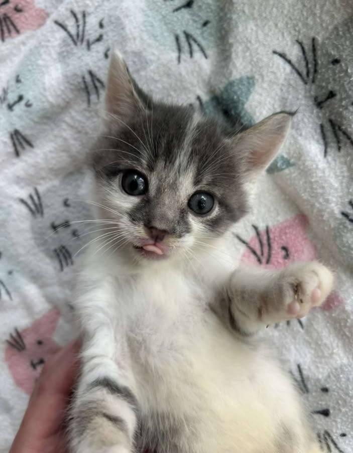 Meatball, Baby Male unknown