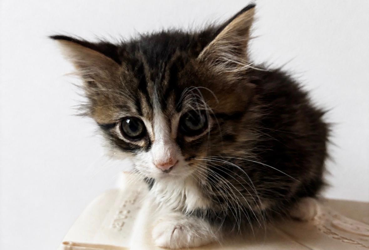 Dutch, Adoptable, Kitten Male Domestic Long Hair.