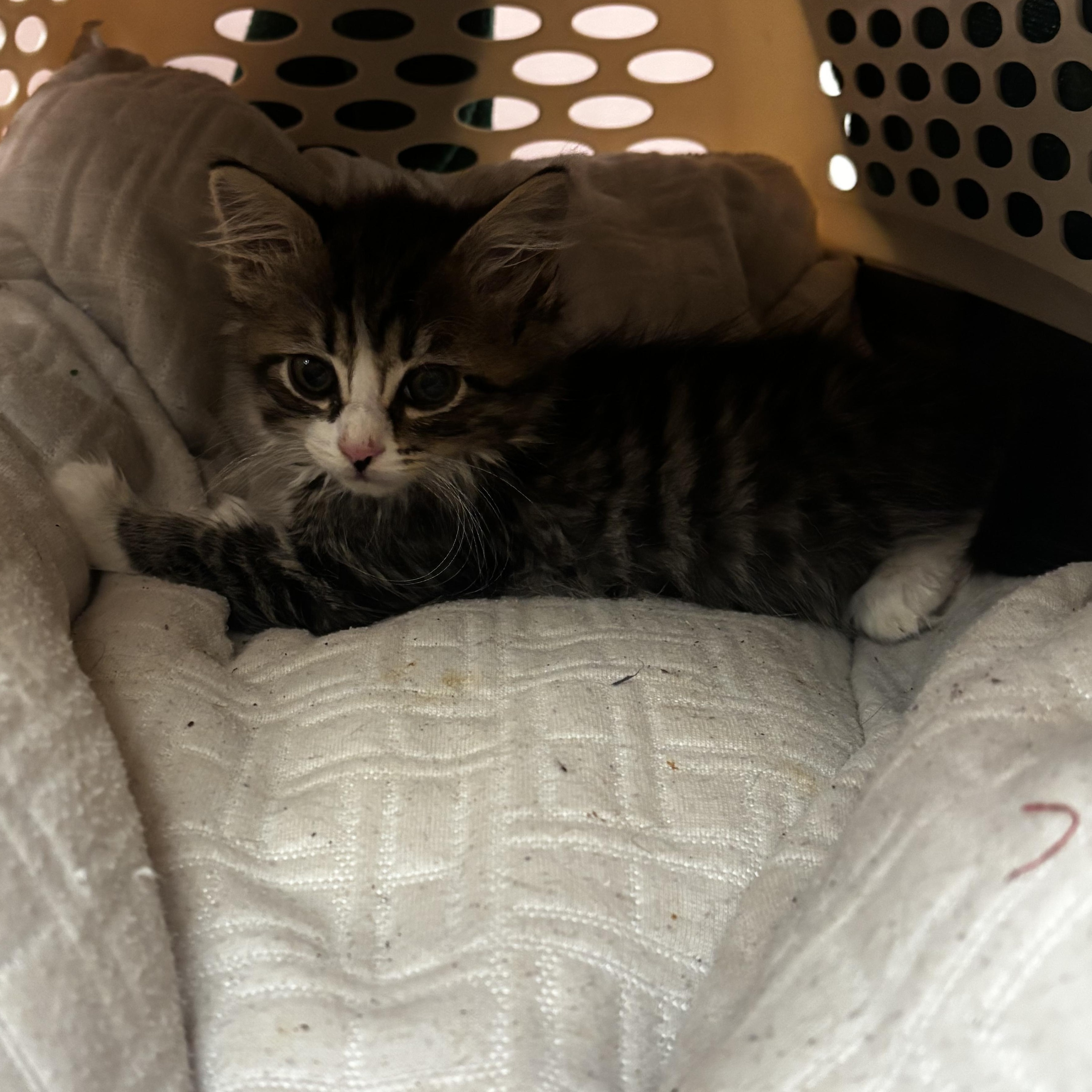 Dutch, a Adoptable Domestic Long Hair in Long Beach, CA image 3/3
