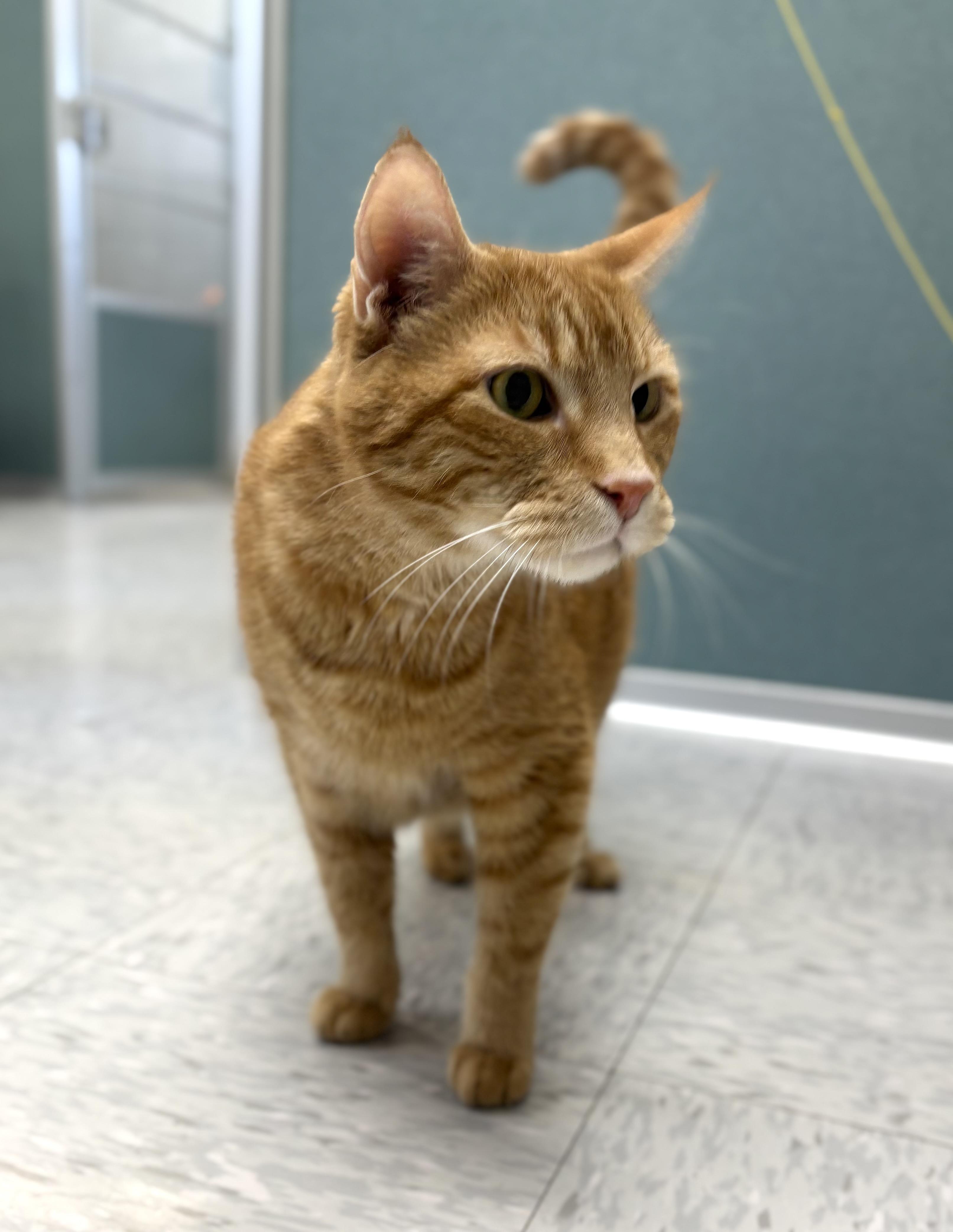 Enlarge Tuna, an adopted Domestic Short Hair in Bardstown, KY image 3/4