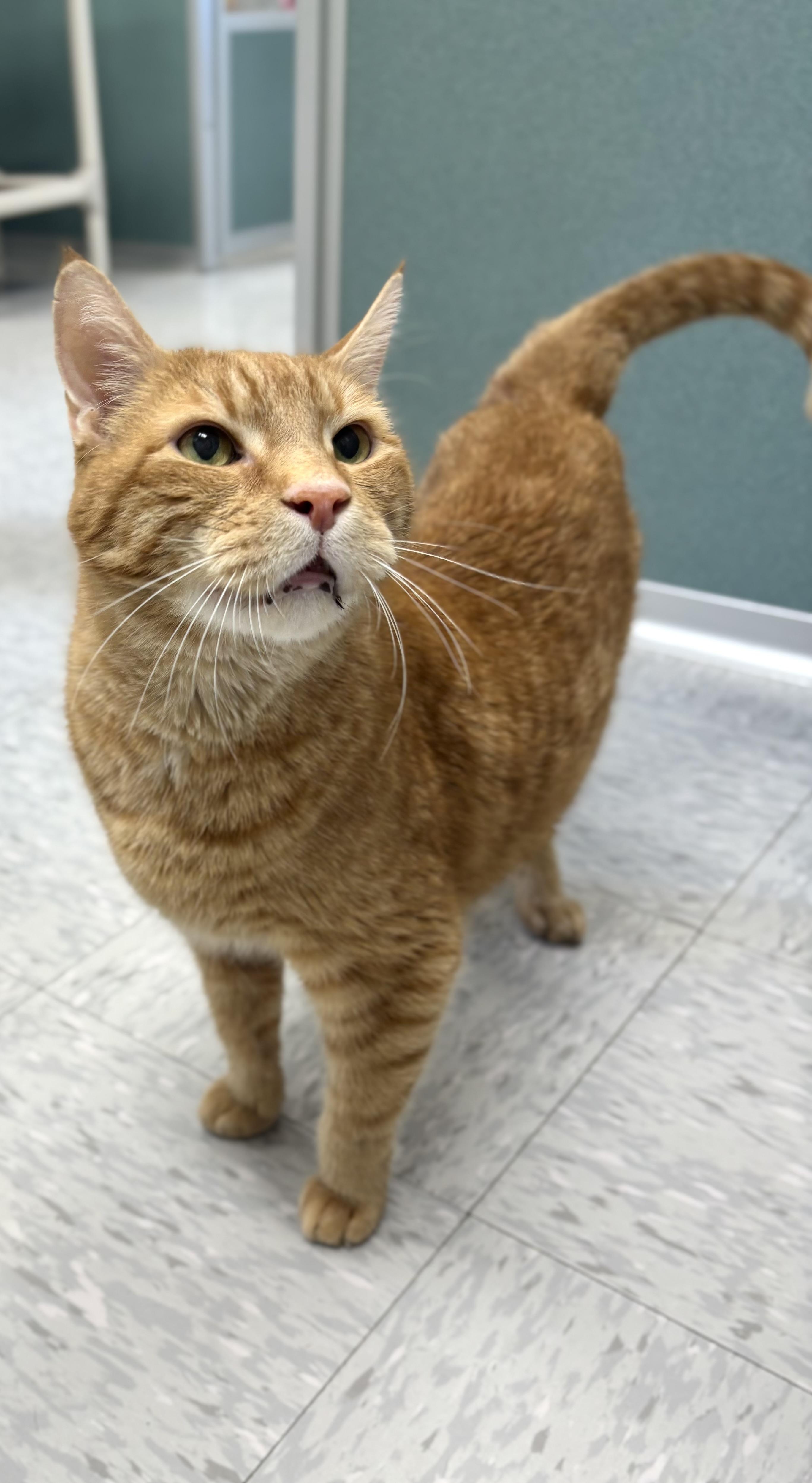 Enlarge Tuna, an adopted Domestic Short Hair in Bardstown, KY image 2/4