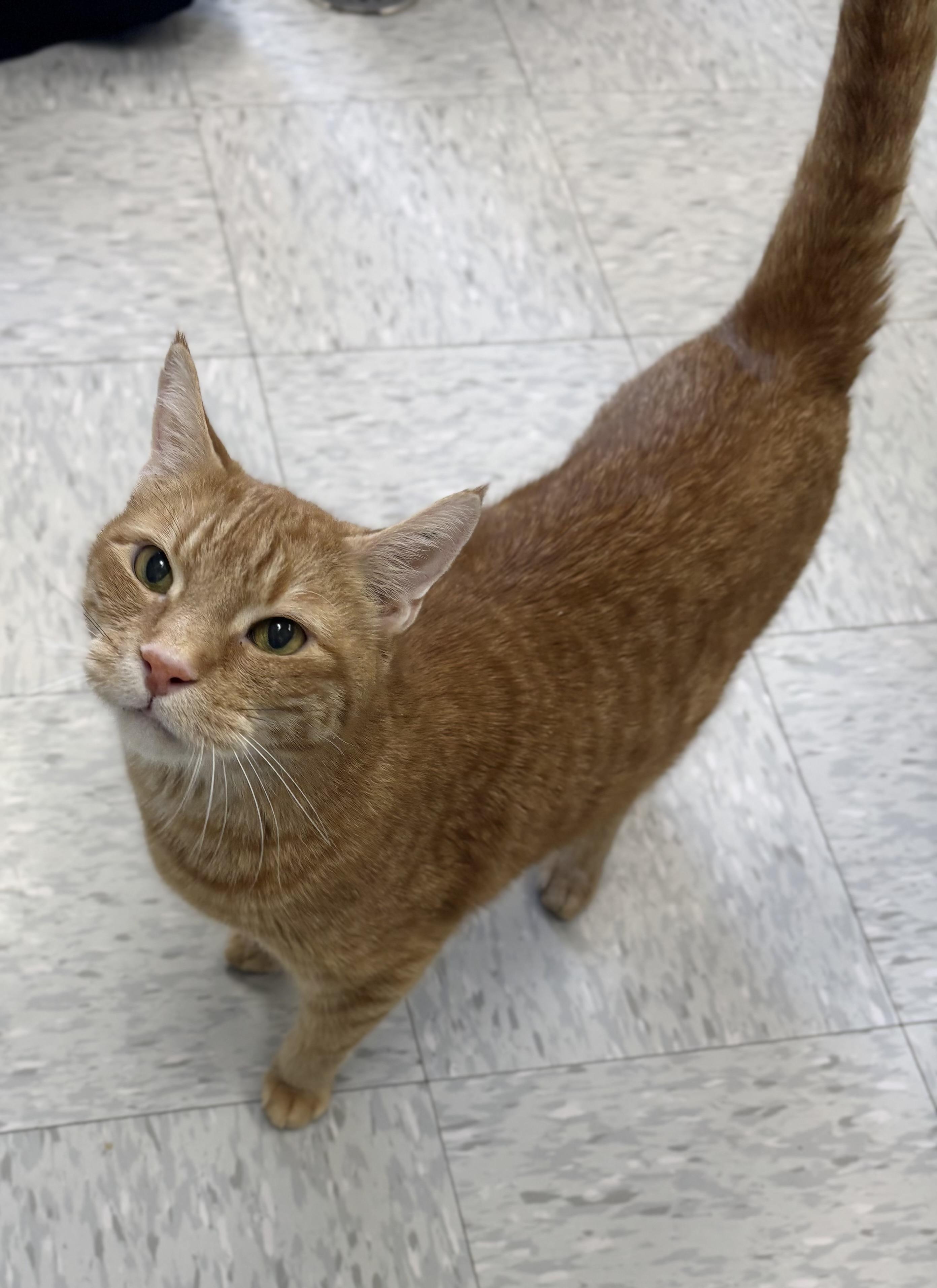 Enlarge Tuna, an adopted Domestic Short Hair in Bardstown, KY image 4/4