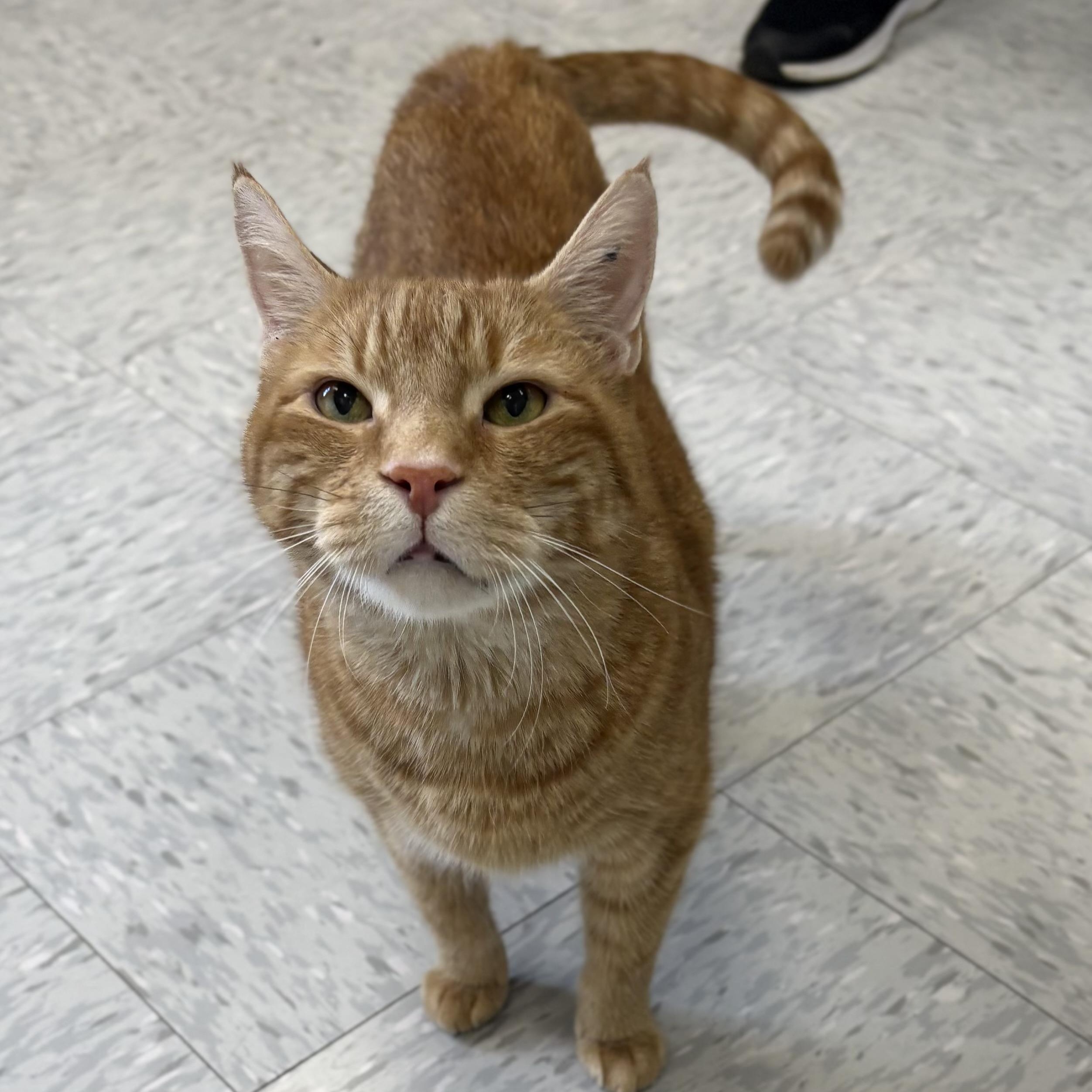 Tuna, adopted, Adult Male Domestic Short Hair.