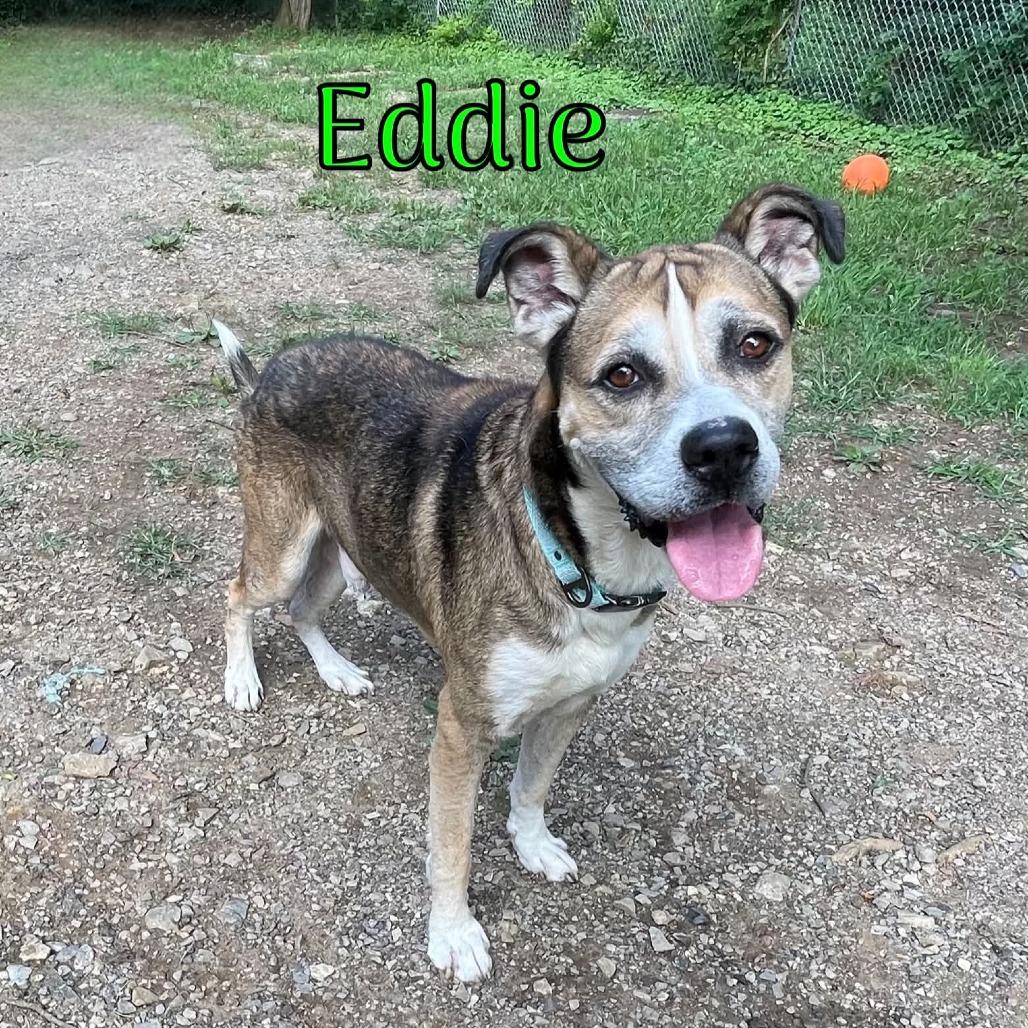 Eddie, Adoptable, Senior Male Hound & Mixed Breed.