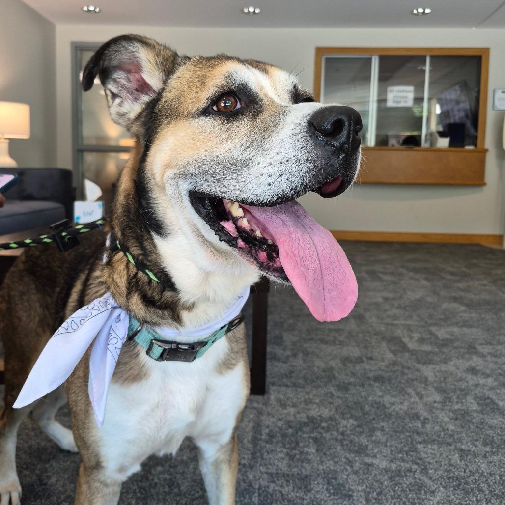 Enlarge Eddie, a Adoptable mixed breed in Oak Ridge, TN image 2/6