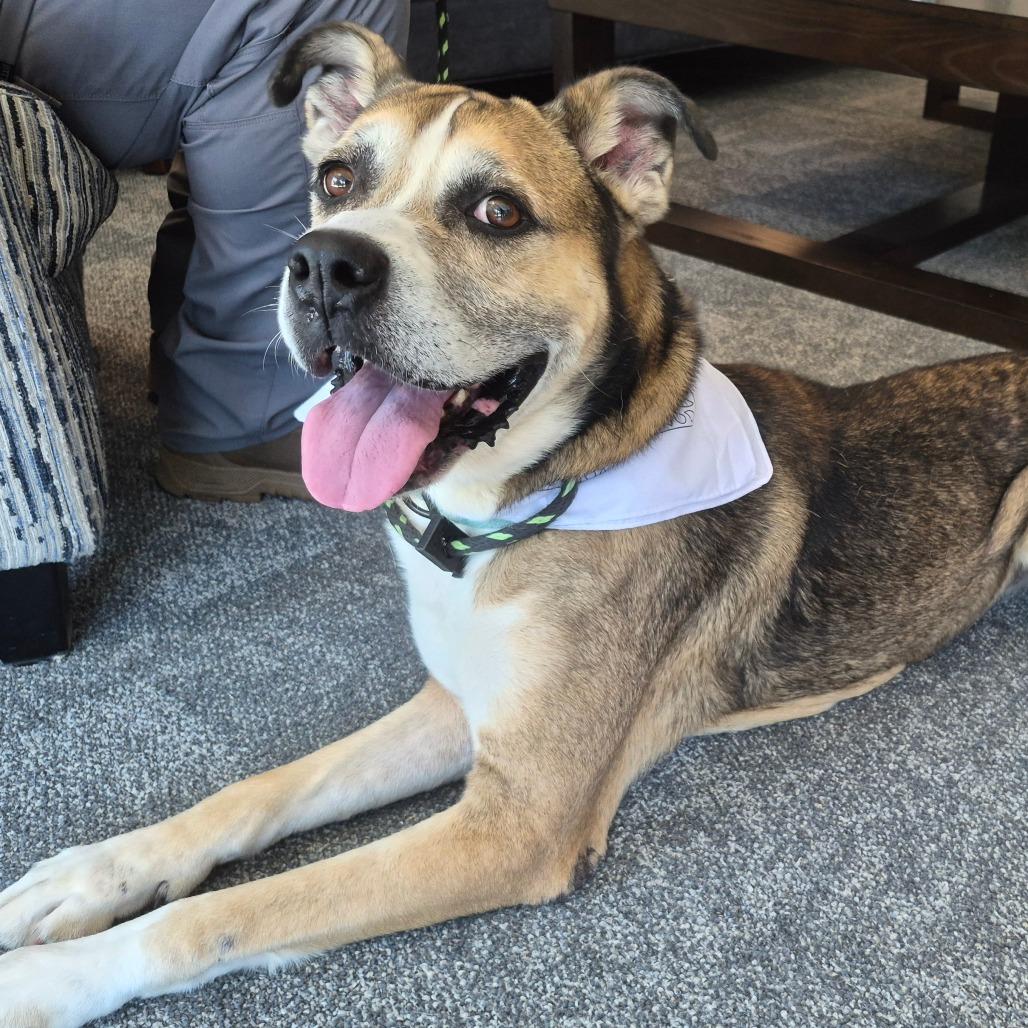 Enlarge Eddie, a Adoptable mixed breed in Oak Ridge, TN image 3/6