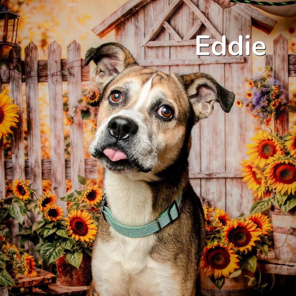Enlarge Eddie, a Adoptable mixed breed in Oak Ridge, TN image 4/6
