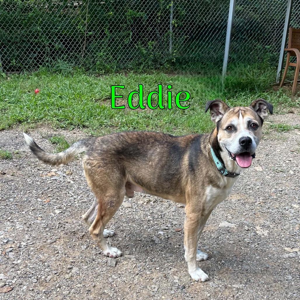 Enlarge Eddie, a Adoptable mixed breed in Oak Ridge, TN image 5/6