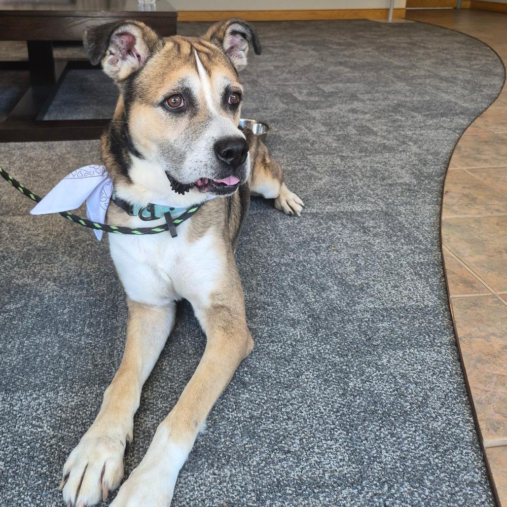 Enlarge Eddie, a Adoptable mixed breed in Oak Ridge, TN image 6/6