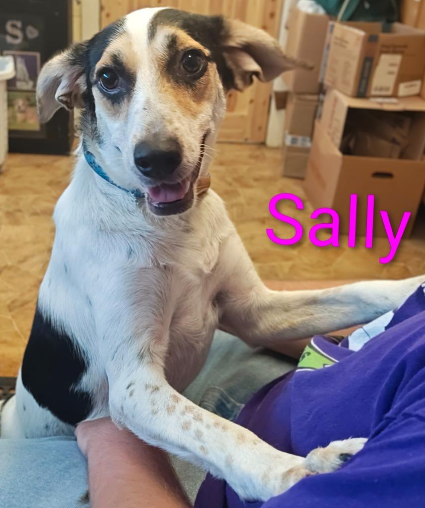 Sally, Adoptable, Young Female Beagle & Treeing Walker Coonhound.