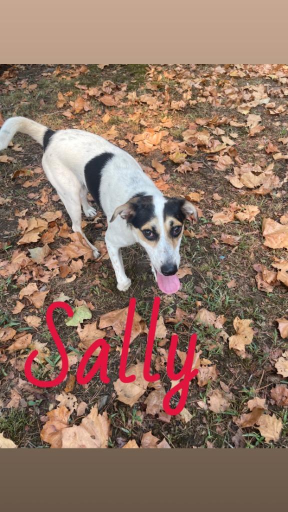 Sally, a Adoptable mixed breed in Mena, AR image 2/2