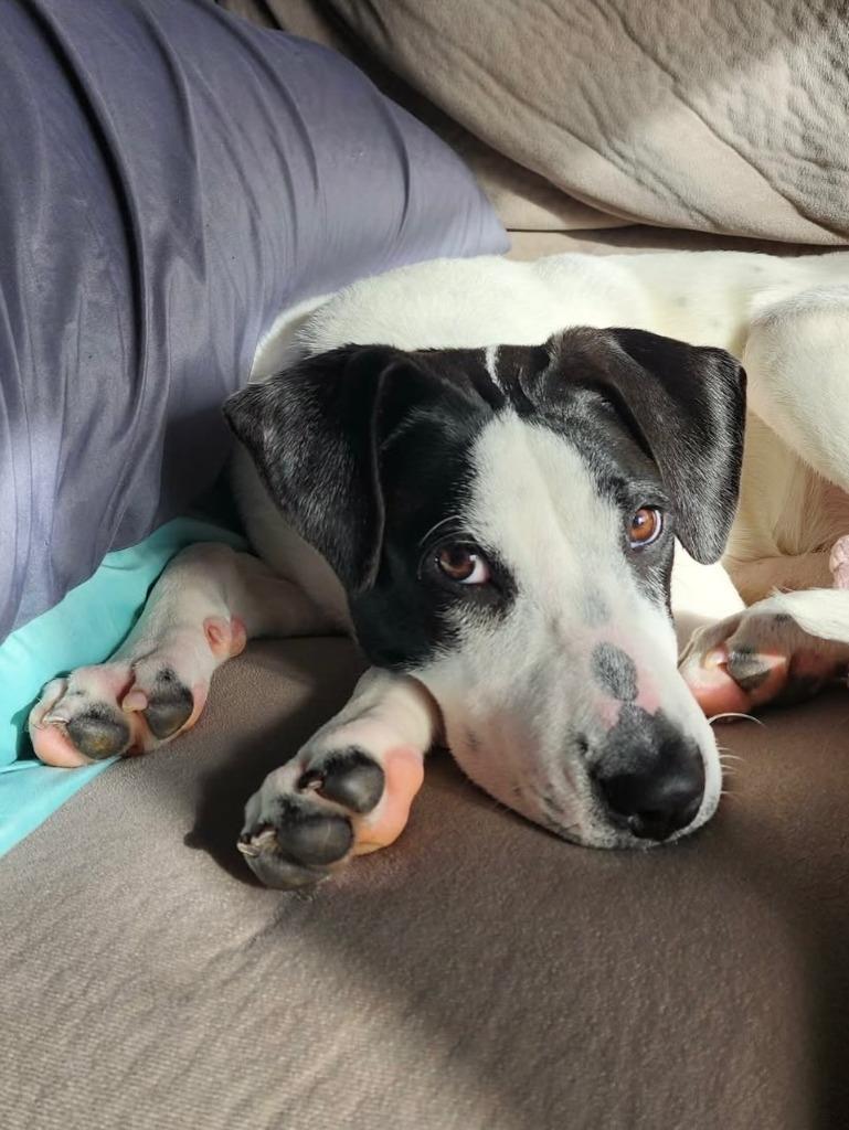 Enlarge Kimmy, a Adoptable Pointer in sun prairie, WI image 1/6