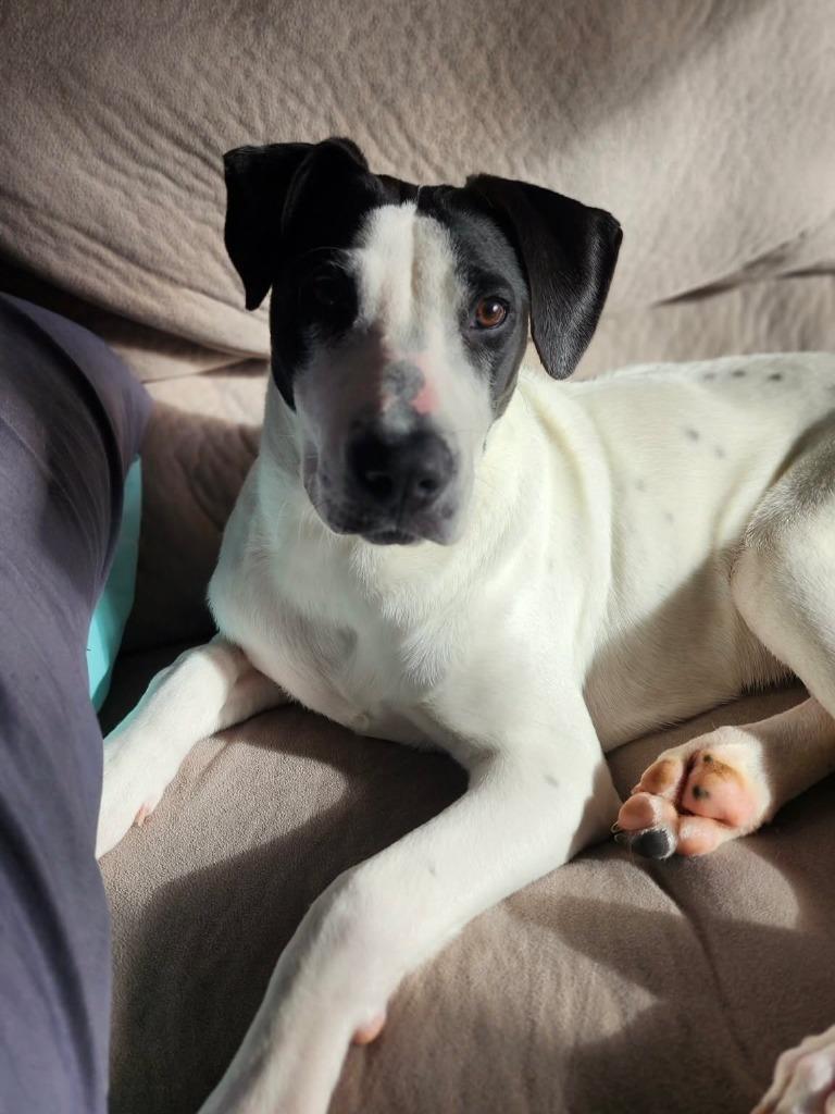 Enlarge Kimmy, a Adoptable Pointer in sun prairie, WI image 2/6