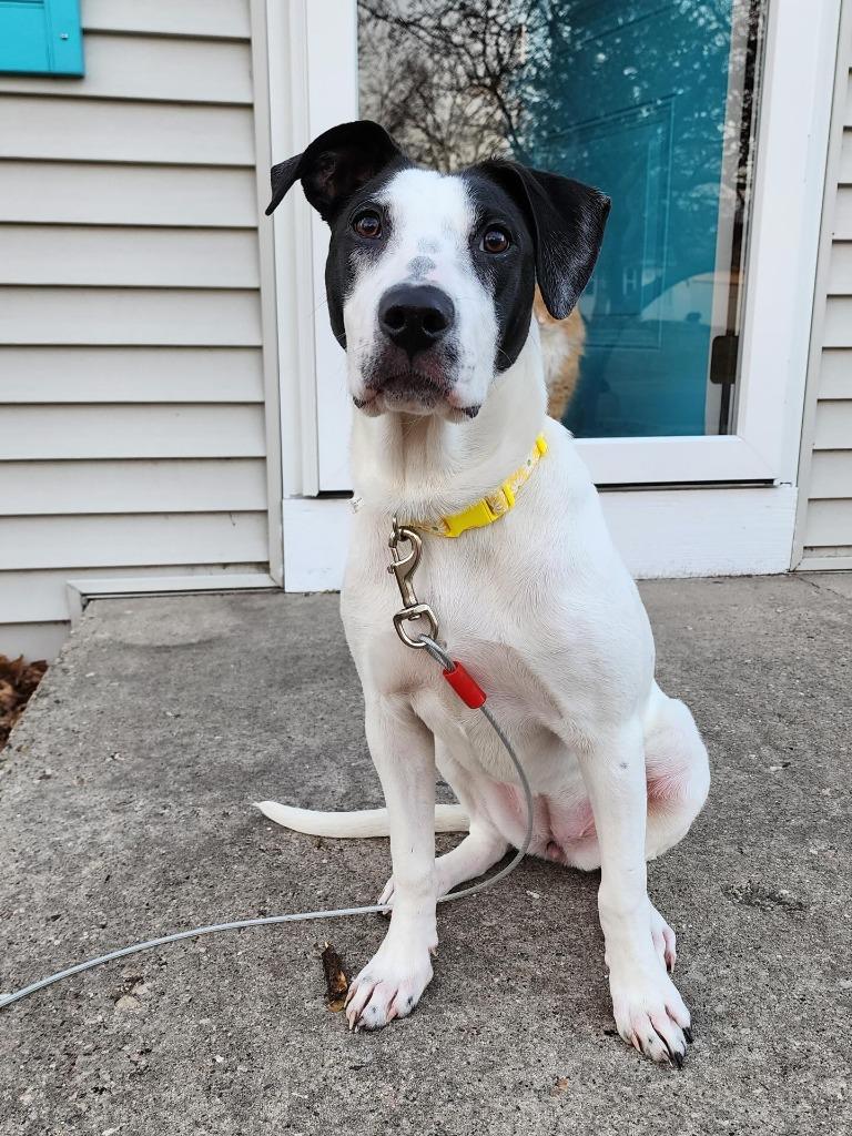 Enlarge Kimmy, a Adoptable Pointer in sun prairie, WI image 5/6