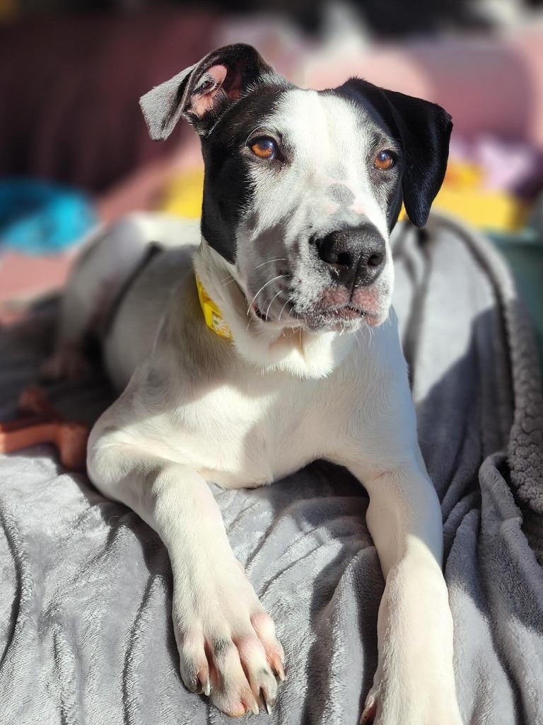 Enlarge Kimmy, a Adoptable Pointer in sun prairie, WI image 6/6