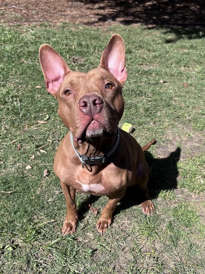 Enlarge Melo* A177526, a Adoptable mixed breed in Plano, TX image 6/6