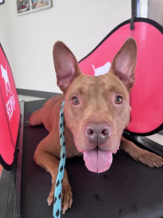 Melo* A177526, a Adoptable mixed breed in Plano, TX image 1/6