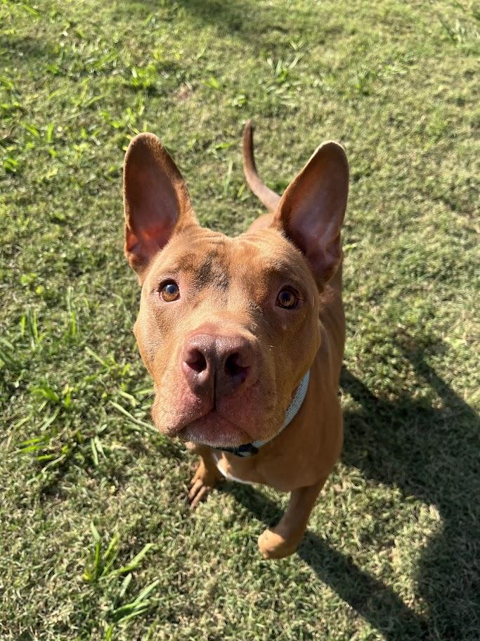 Enlarge Melo* A177526, a Adoptable mixed breed in Plano, TX image 2/6