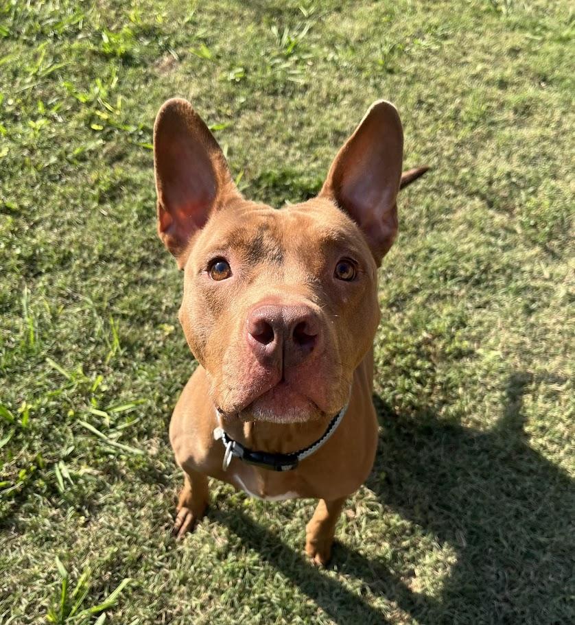 Enlarge Melo* A177526, a Adoptable mixed breed in Plano, TX image 3/6