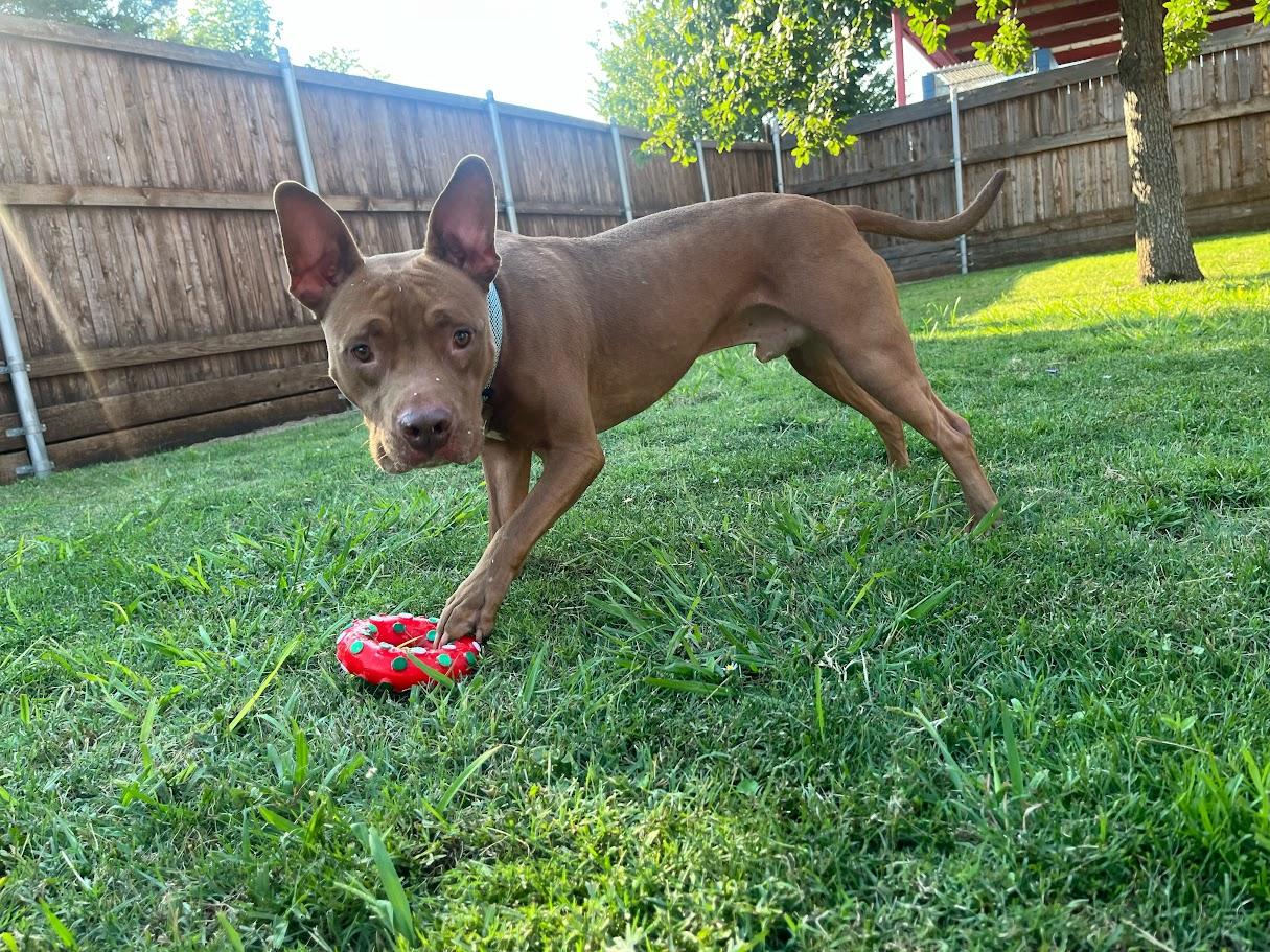 Enlarge Melo* A177526, a Adoptable mixed breed in Plano, TX image 4/6