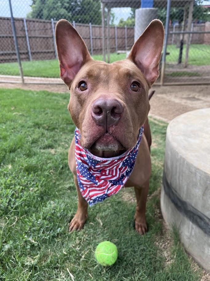 Melo* A177526, a Adoptable mixed breed in Plano, TX image 6/6
