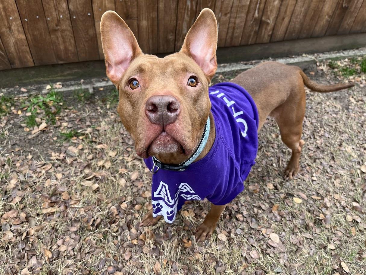 Enlarge Melo* A177526, a Adoptable mixed breed in Plano, TX image 1/6