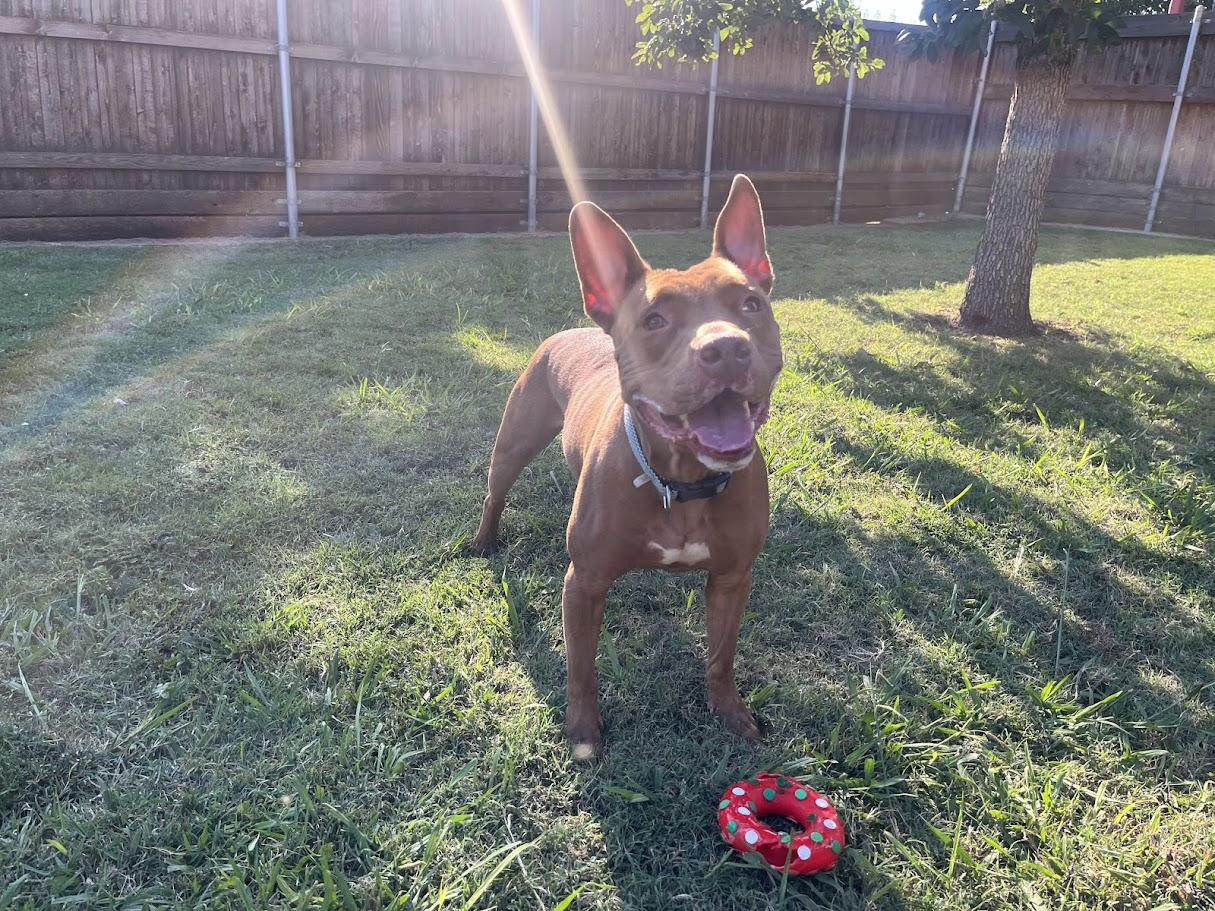 Enlarge Melo* A177526, a Adoptable mixed breed in Plano, TX image 1/6