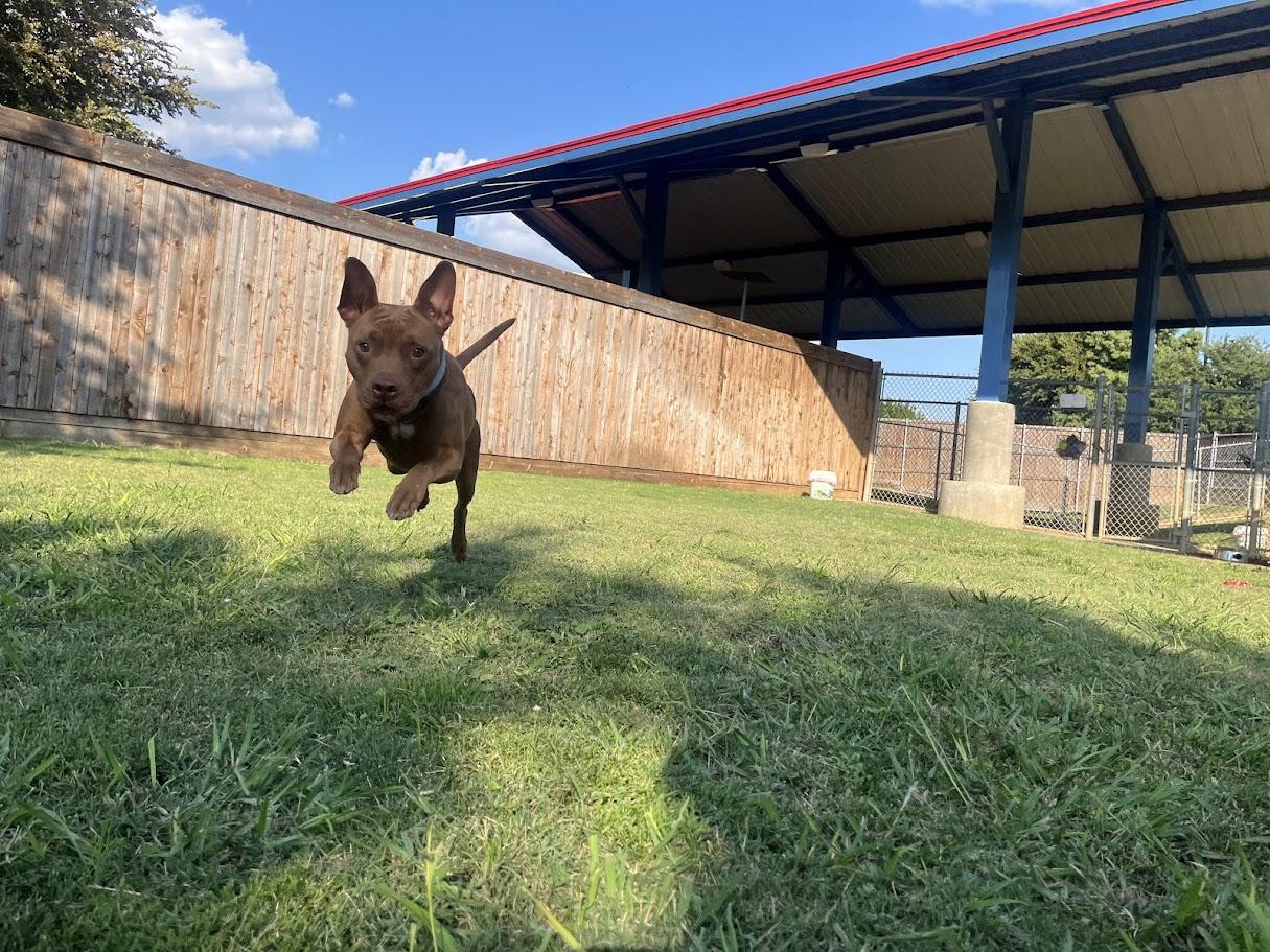 Enlarge Melo* A177526, a Adoptable mixed breed in Plano, TX image 5/6