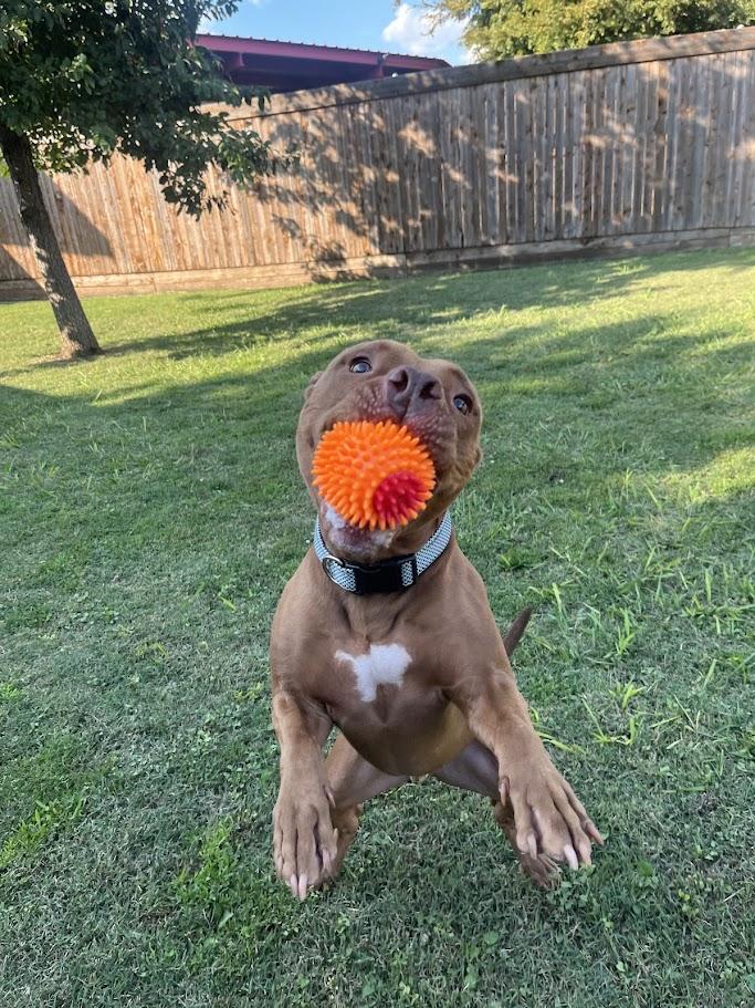 Enlarge Melo* A177526, a Adoptable mixed breed in Plano, TX image 6/6